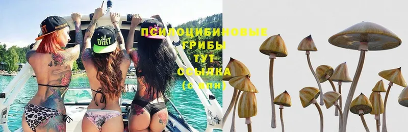 купить наркотик  даркнет формула  Галлюциногенные грибы MAGIC MUSHROOMS  Тобольск 